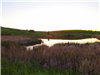 Evening Reflections by pond