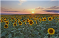 Sunflower Sunset - Photo Credit - Troy Balzer 