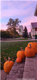 Pumpkins Near the Capitol by Stephanie Gray-Hirsch