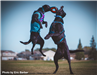 Two dogs jumping at a frisbee. 