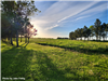Grass and trees at the McDowell Dam Recreation Area. 