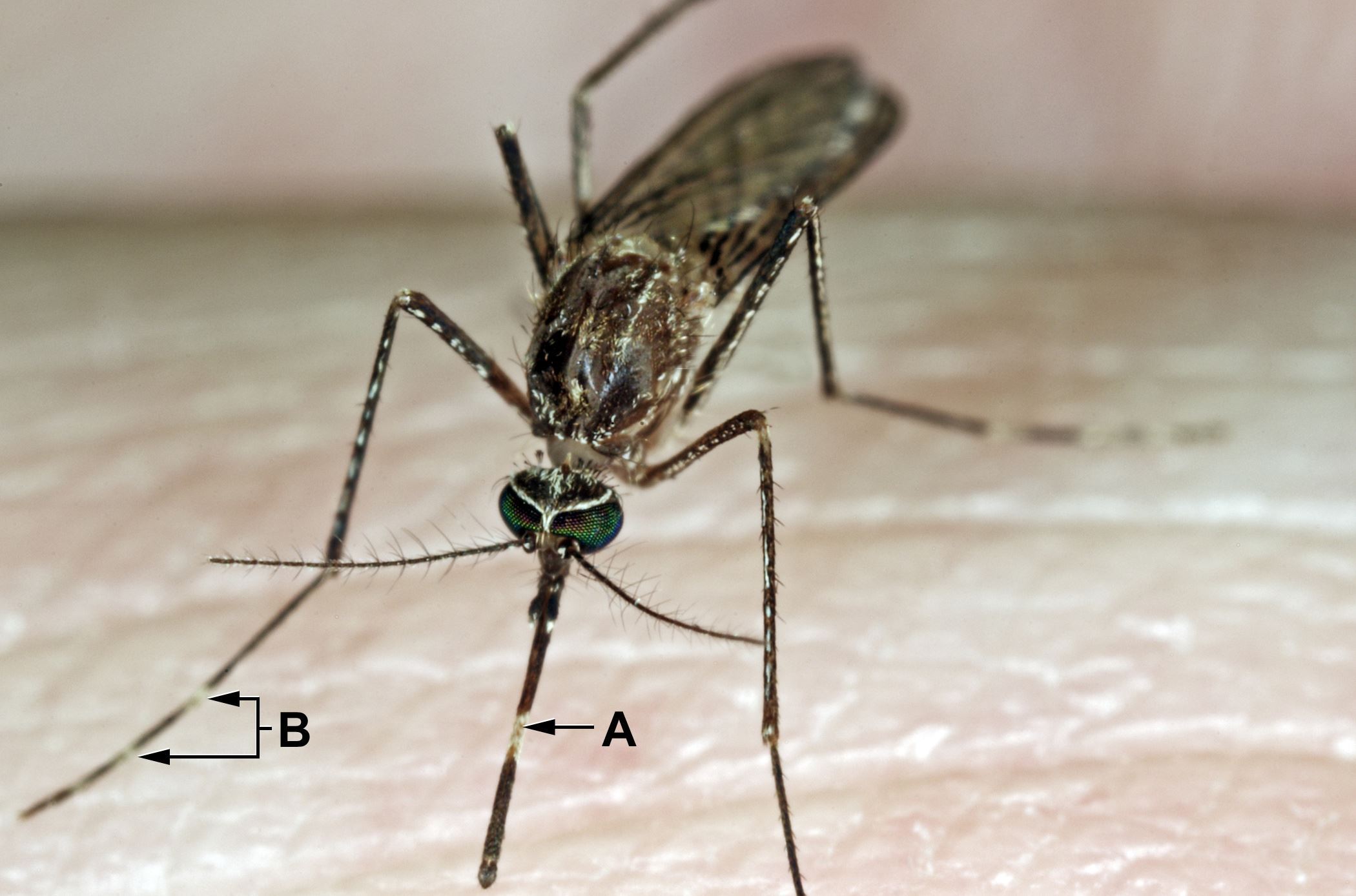 Vector Control Mosquito