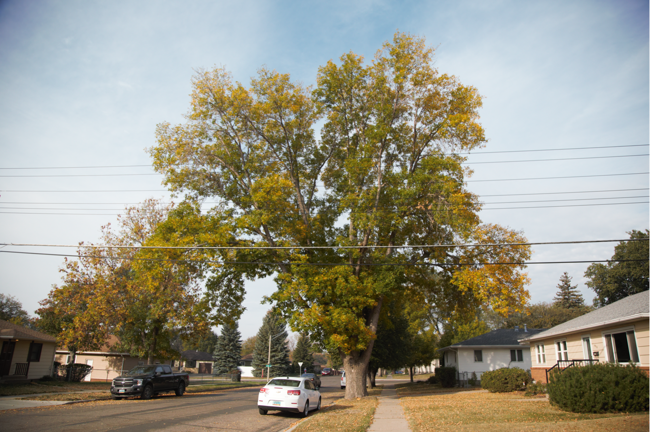 Newly crowned champion green ash tree in Bismarck 04042022