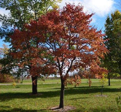NDSU Agriculture Extension - Northern Empress Japanese Elm