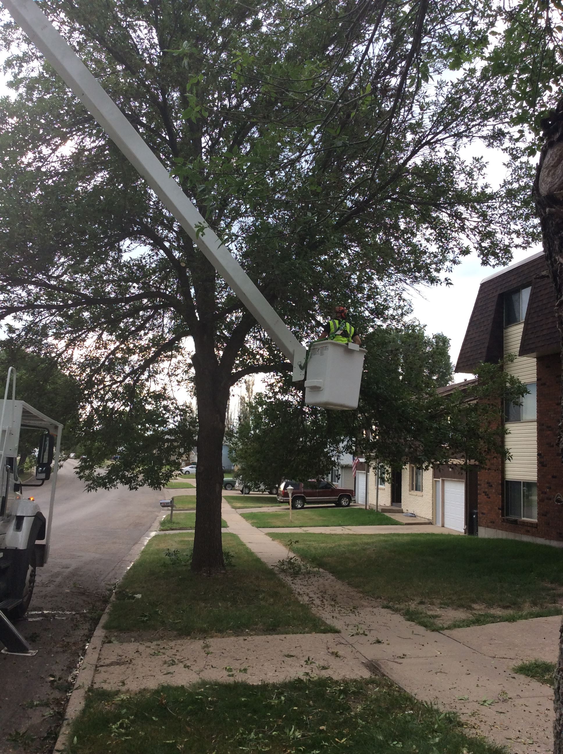 Tree pruning from aerial lift