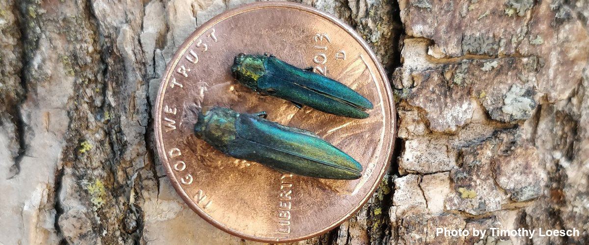 Two emerald ash borers sit on a penny, showing the size of the beetle. 