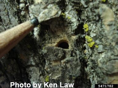 When looking for EAB in trees, a conspicuous D-shaped hole is visible where a beetle exits the tree.