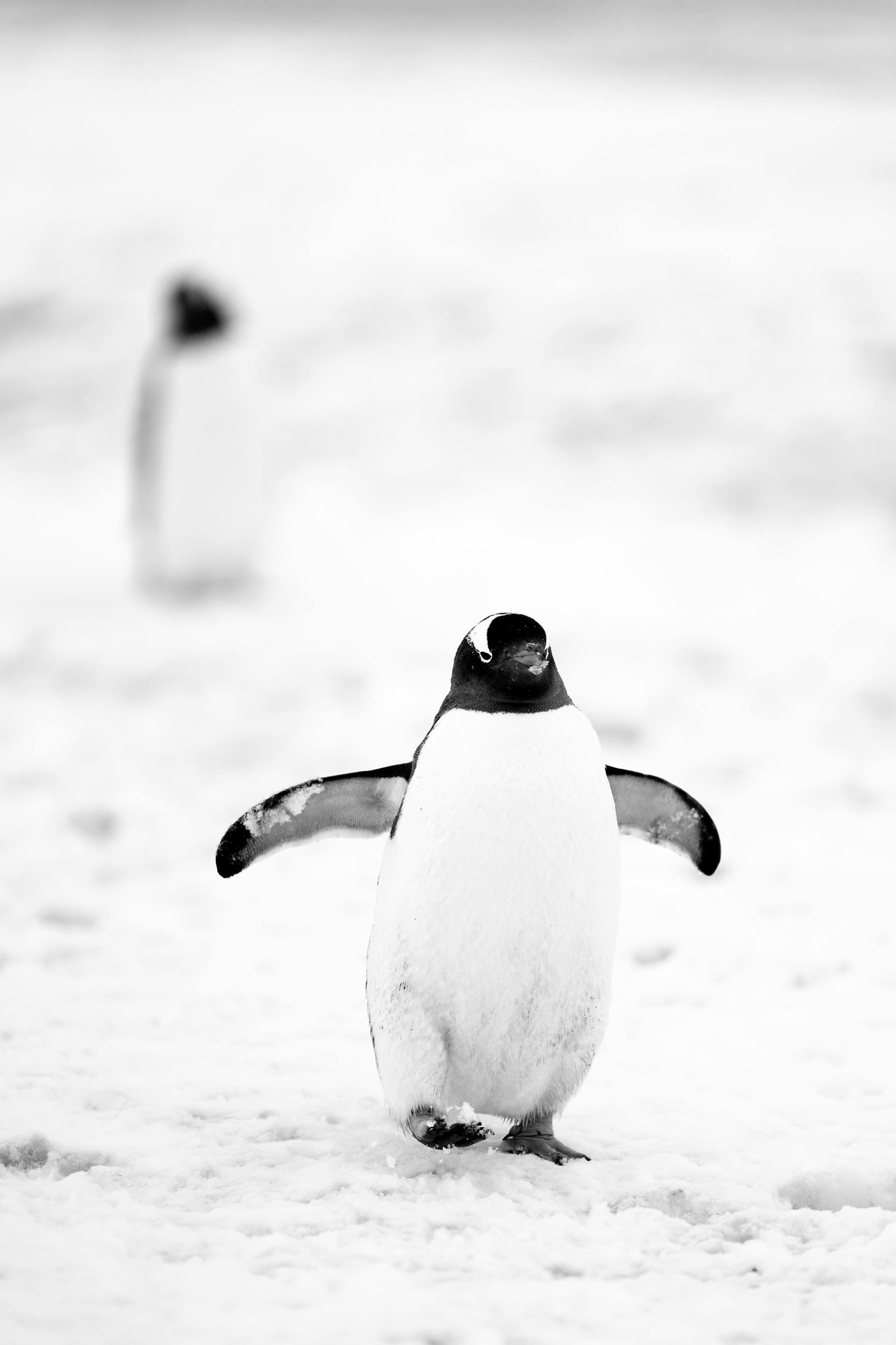 Penguin walking on ice and snow